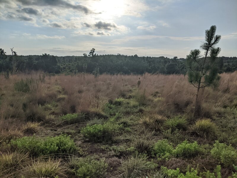 Sand Hill uplands looking down to the wetlands of Lake Apopka.