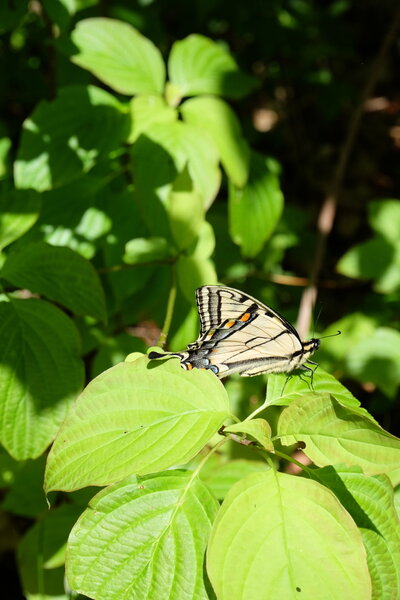 Butterfly on Walter Tovell Trail