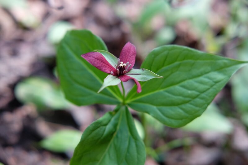 Purple Trillium