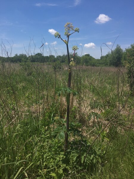 Native Prairie Wildlife