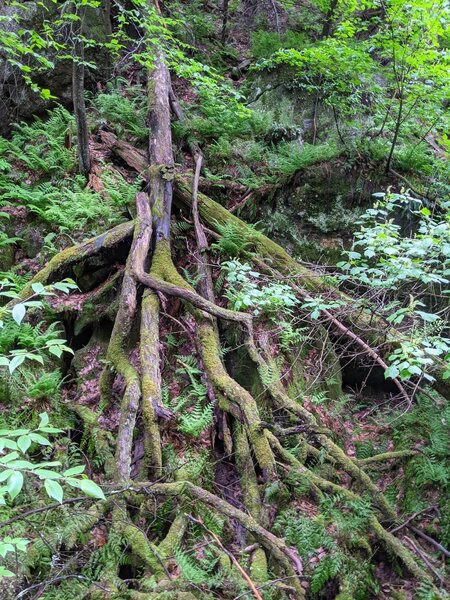 Gorgeous tree roots through the glen