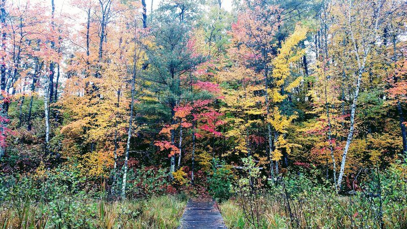 Boardwalk leading out of the bog.