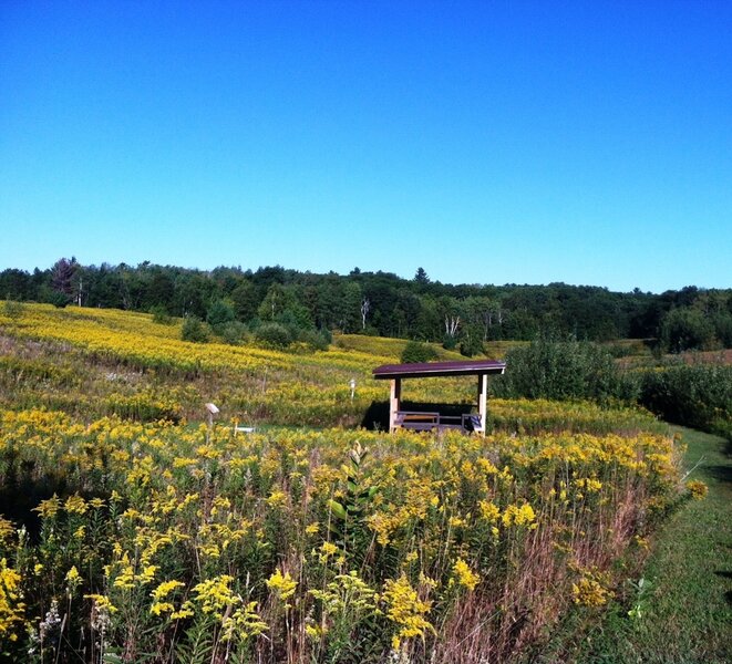 Goldenrods in bloom near the prairie platform.