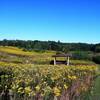 Goldenrods in bloom near the prairie platform.