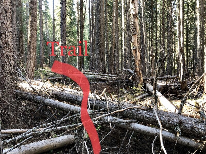 Dead fall covering trail May 2021