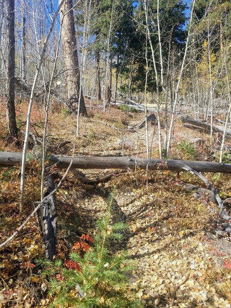 First part of trail w/ downed trees.