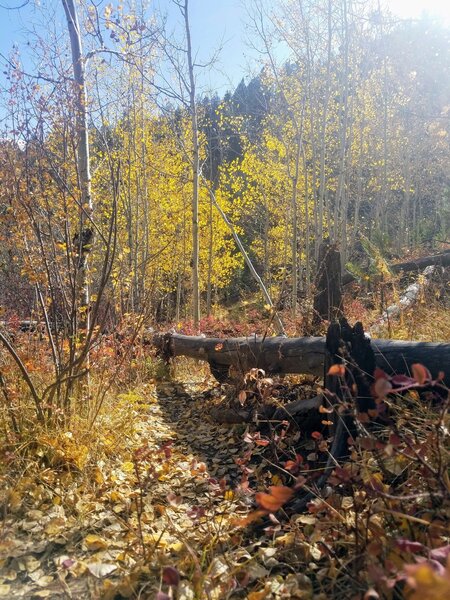 Downed trees litter the first 0.2-miles of the trail.