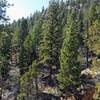 Trail climbs along a dry ravine.