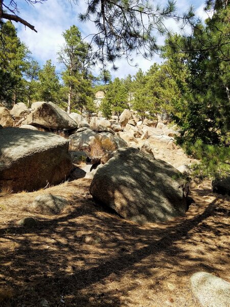 Pine needles litter the trail.