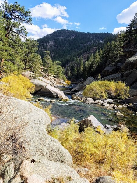 Bank of the South Fork of the South Platte River sprinkled with willows.