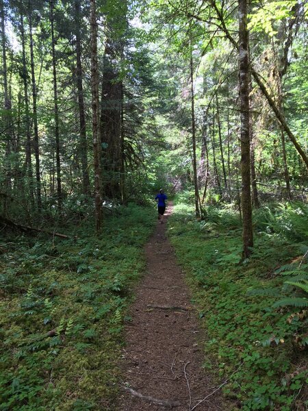 Middle Fork Trail, Willamette National Forest.