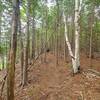 Trail goes through a bare forest floor.