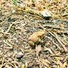 Toad found on trail.