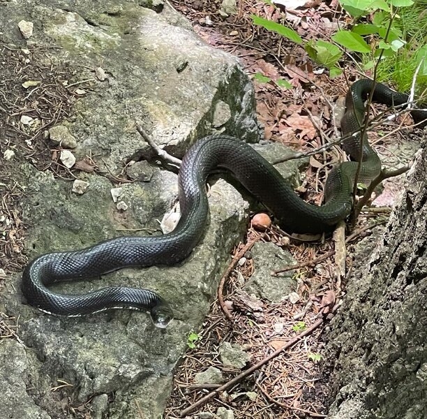Black Snake along trail underneath walkway.