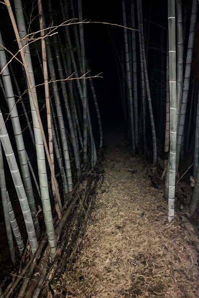 The bamboo forest after dark