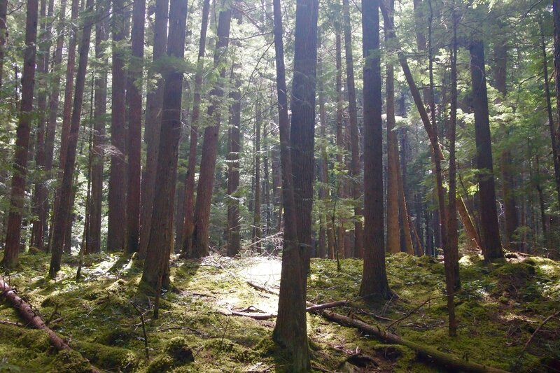 Typical of Skookum Flats Trail, light filters through forest to mossy floor.