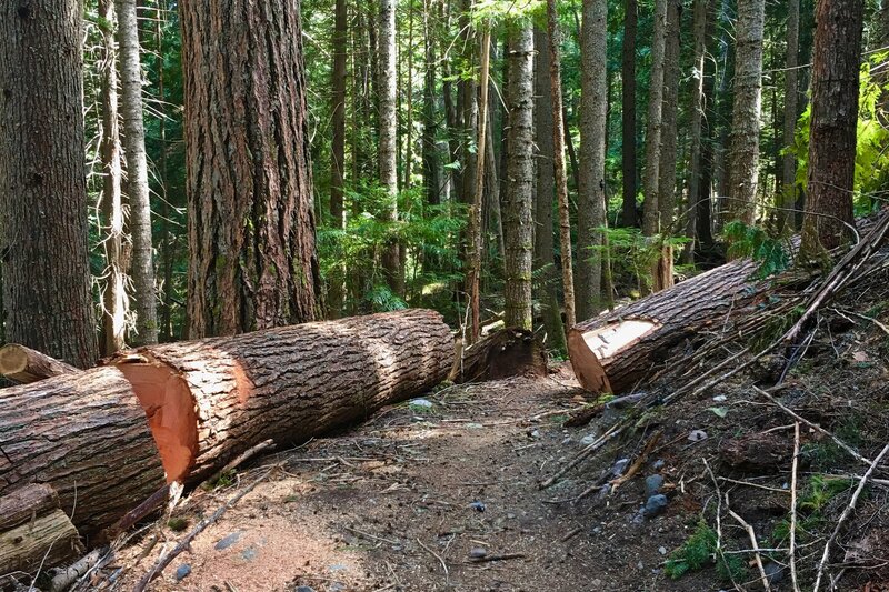 Recent heavy duty trail maintenance (early June 2021) eases hiking, running, and biking. (Note: trail follows faint dotted line marked Skookum Flats Trail on base map, not the Hiking Project's blue line.)