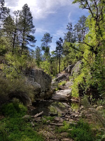 A small pond on trail 396.