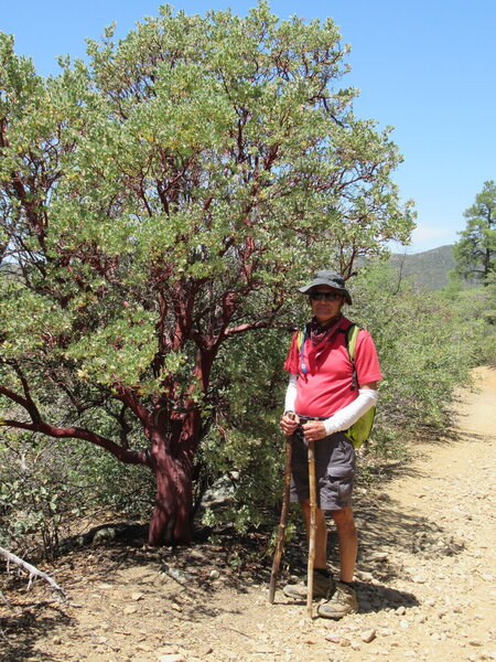 Huge based Manzanita.