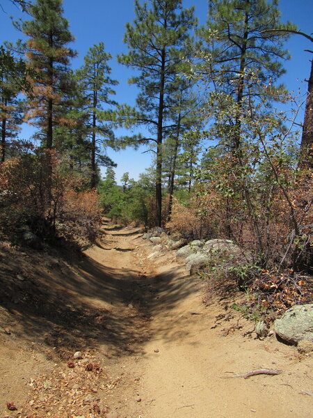Trail 384