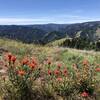 Spring bloom of Indian Paint Brush.