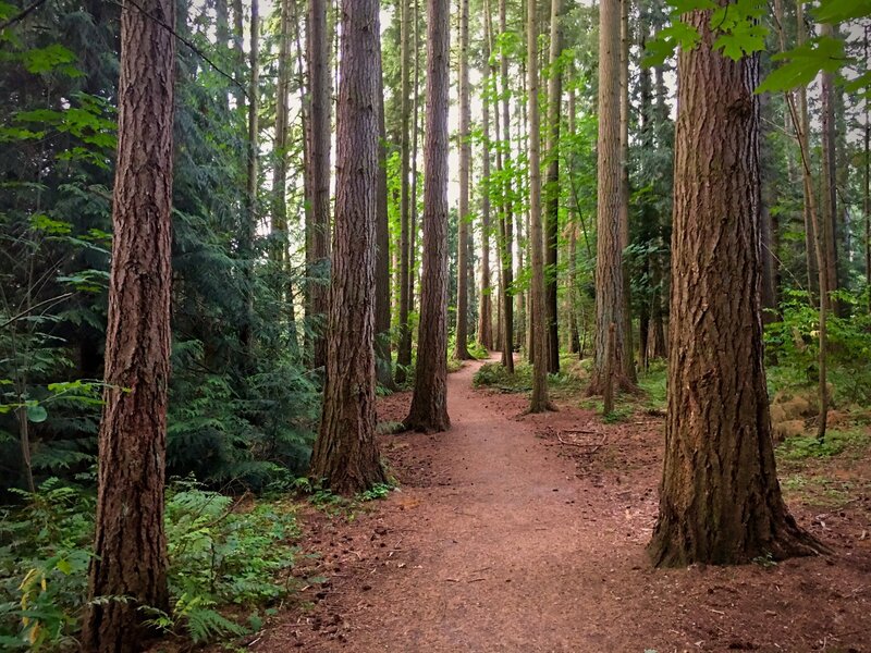 This bit of forest is where I feel furthest from the city.