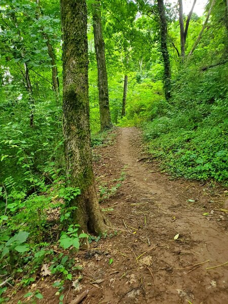 A view of the South Northshore Road side of the trail, which is smoother and flatter than the lake side.