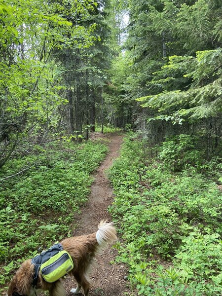 Singletrack trail