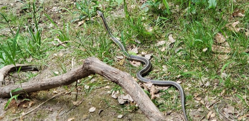 Snake along the trail (harmless).