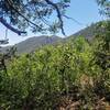 Peeking out from the canopy toward Mount Manitou.