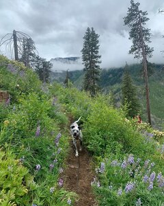 The wildflowers are thriving!