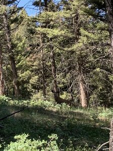Young buck on Lost Lake trail