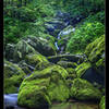 Moss on the boulders along the South River Falls Loop.