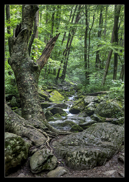 One of the many scenic views of the stream that runs along the South River Trail.