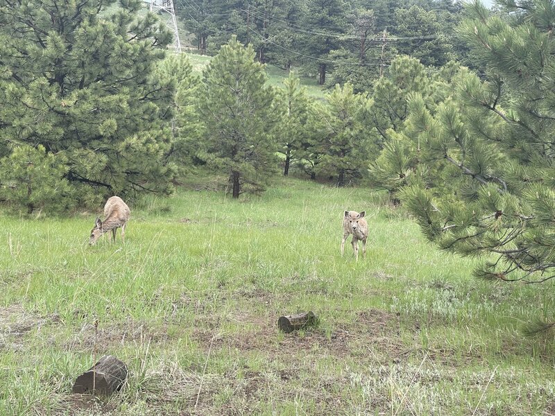 We like to watch the wildlife, and they like to watch us! Frequent deer and elk sightings, depending on time of day you may also see fox and other critters!