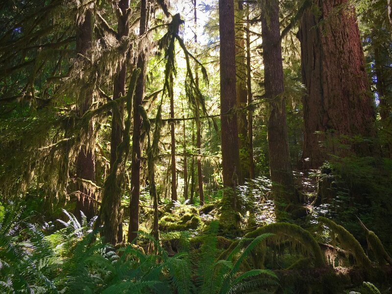 This classic Pacific Northwest forest has plenty of ferns, moss, and lichens, but it's not old growth. I met an old-timer who used to log these forests and now comes back to throw his sleeping bag on a mat and sleep under the stars.