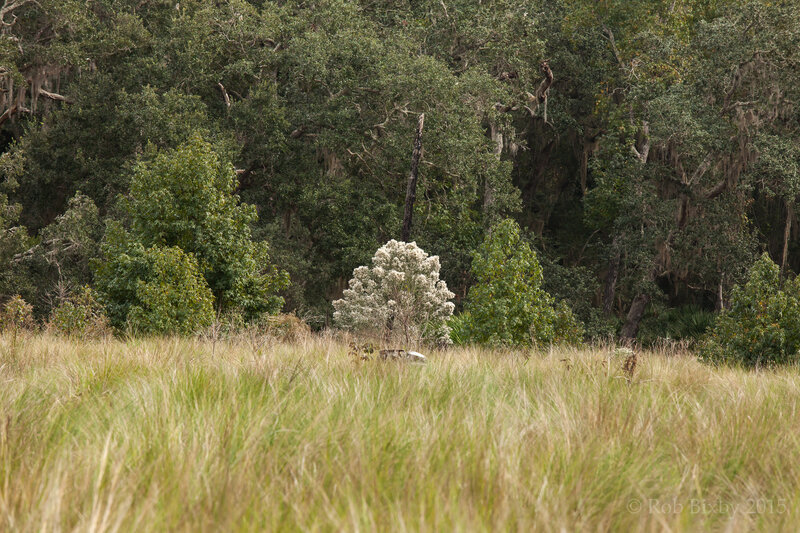 Guana Reserve, Ponte Vedra, Florida 11-21-15