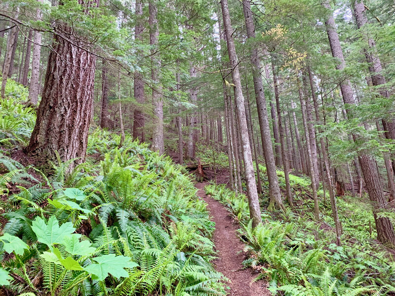 Switchback forest section of Osborne Mountain Trail.