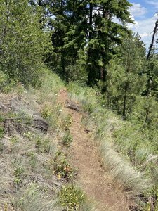 Singletrack trail