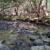 Crossing Walkers Creek