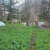 Campsite at Goodwin Lakes