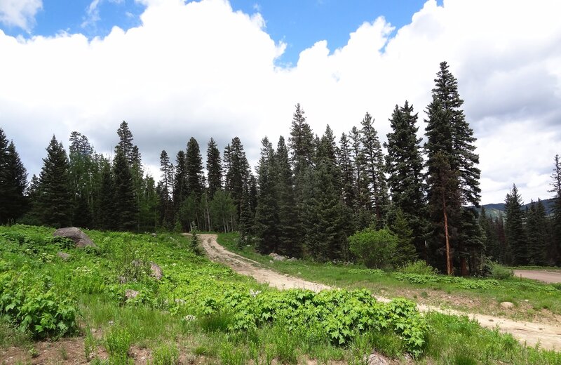 Starting  point of County Line Road at Forest Service Road #300.