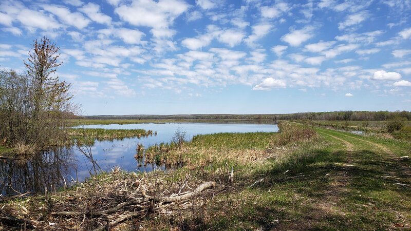 Coming out of the woods to the Townline Reservoir.