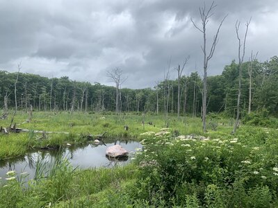 Beacon Hill "Lake" is not exactly a lake. VERY buggy in their entire area.