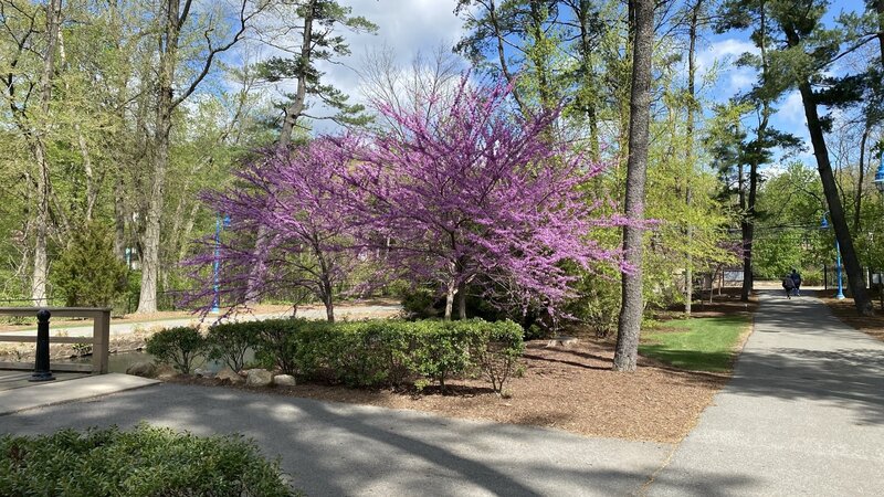 With spring, comes the vibrant colors along the loop road.