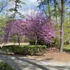 With spring, comes the vibrant colors along the loop road.