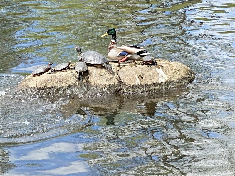 Young turtles are a familiar sight at the Orange Reservoir.