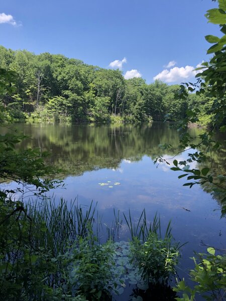 One of the many ponds contained within Huntington Park, ruminating upon them is pleasant way to finish up a hard trail run.