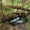 Old fallen trees at the crossing Townsend Creek by Notch Pass Trail.