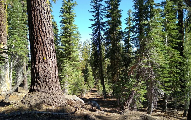 As the trail climbs higher, it goes through sections of fir forest with little ground cover. Yellow dot trail markers help guide the way.